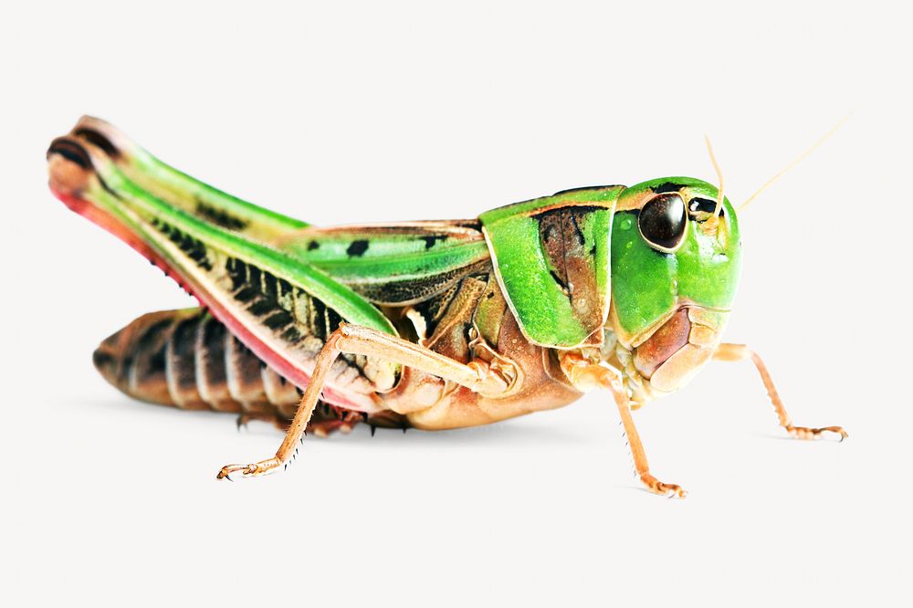 Grasshopper isolated image on white