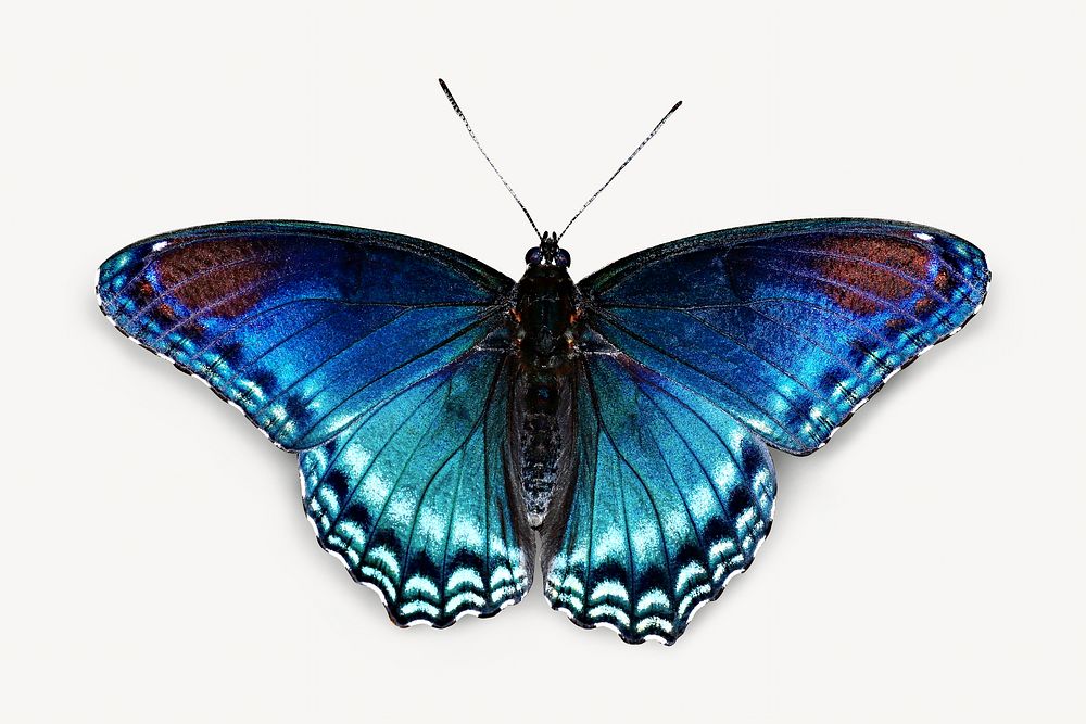 Butterly image element, Today's Mass Extinction and Holocene-Anthropocene Thermal Maximum