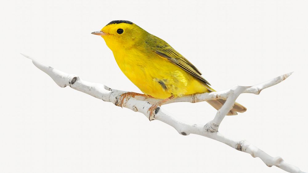 Wilson's warbler isolated image