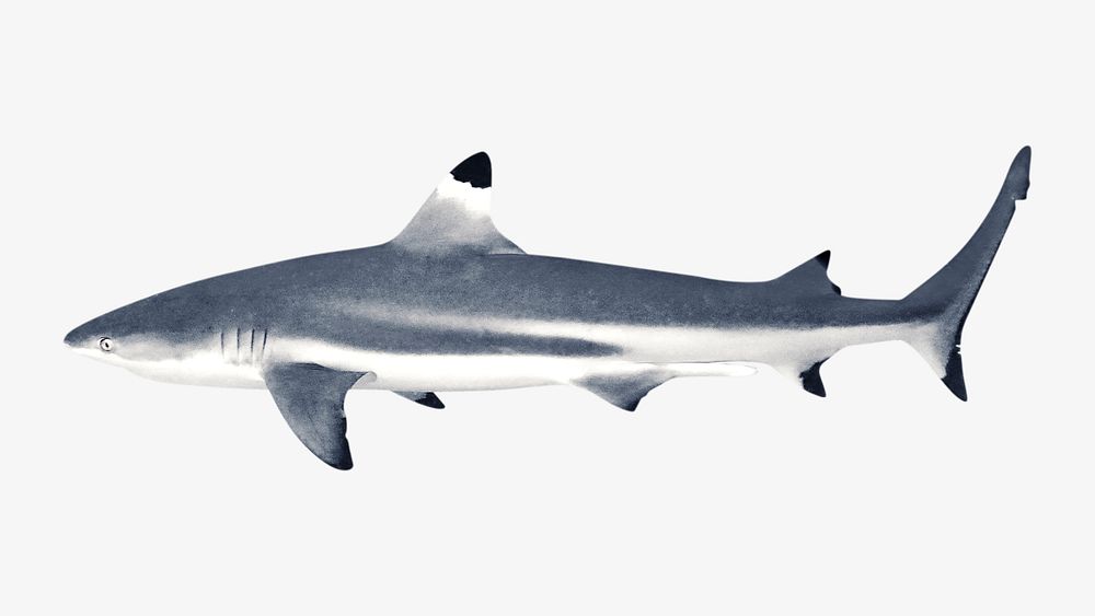 Black tip shark isolated design