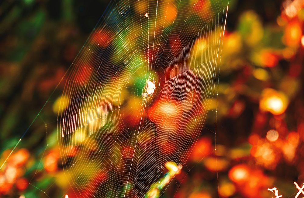 Autumn Cobwebs, spider insect net.