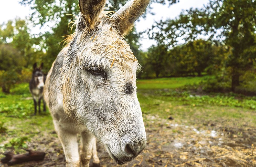 Farm animal donkey, countryside life.