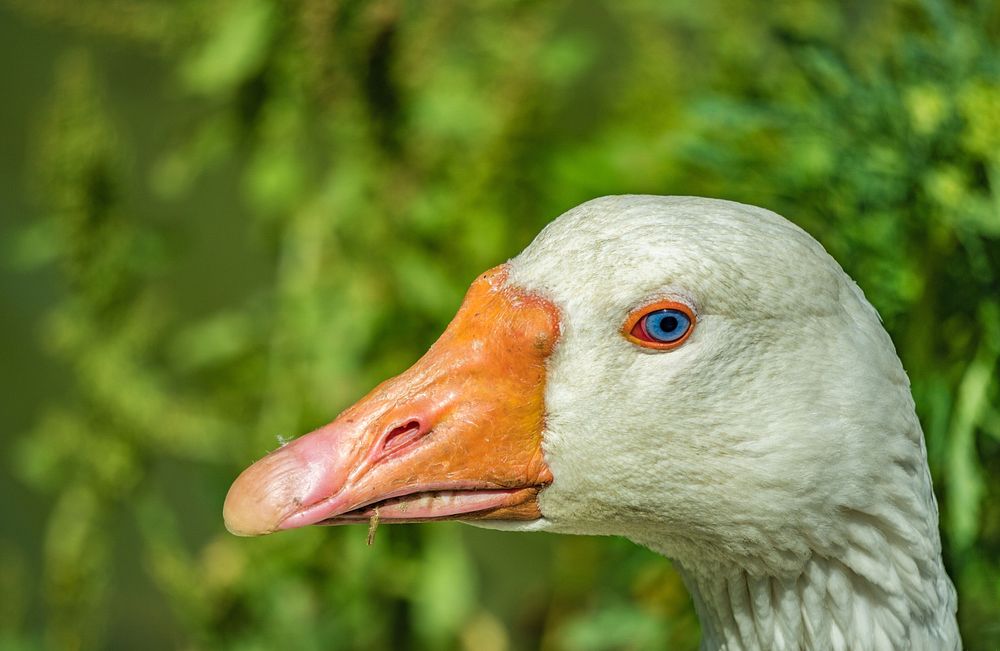 Guard goose, farm animal sculpture.