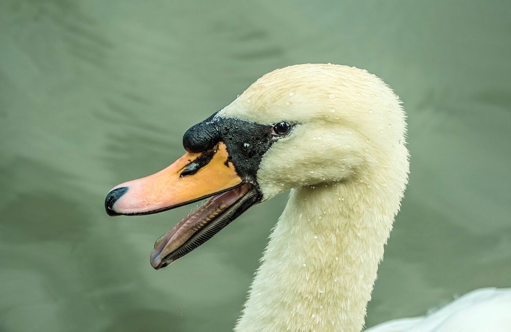 SwanSwan hissing at a dog that got too close to The Cygnets