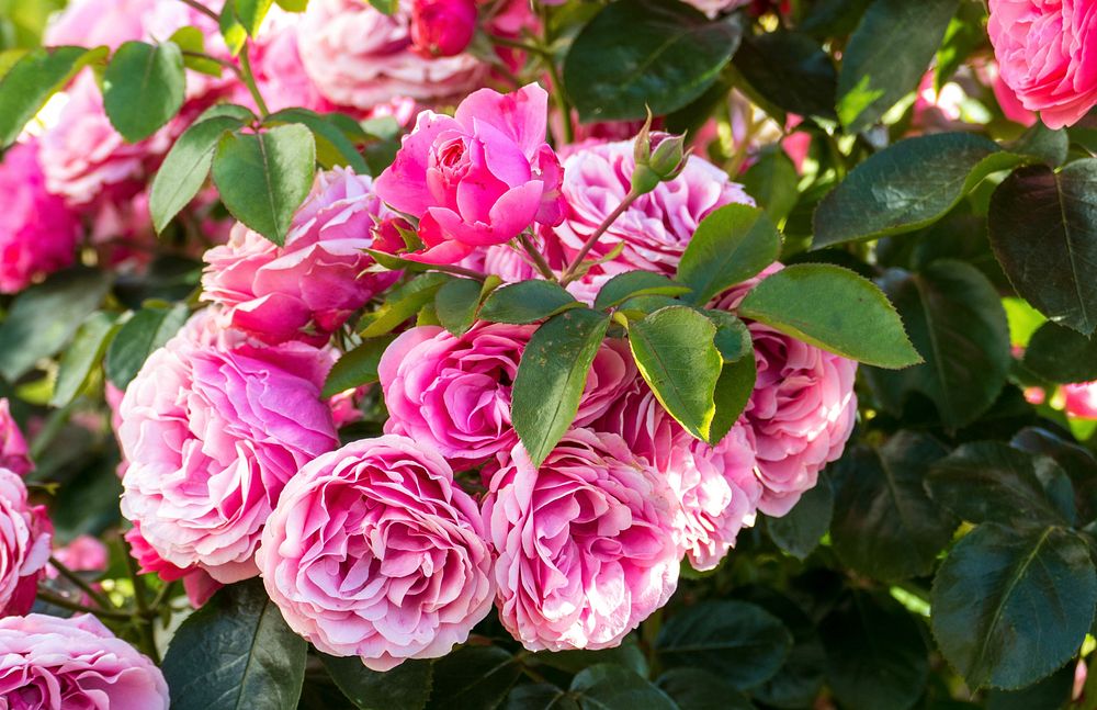Woolworths blooming pink rose branches,