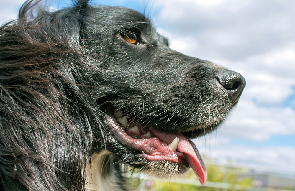 Black dog portrait, domestic animal.