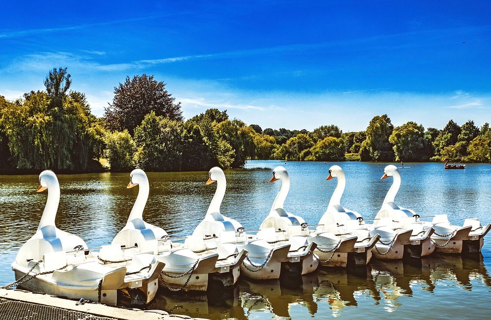 White swan, pedal boats, Mote park, Maidstone.