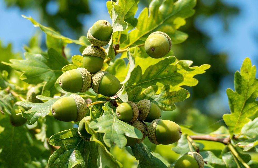 Acorns oak tree, green branches.