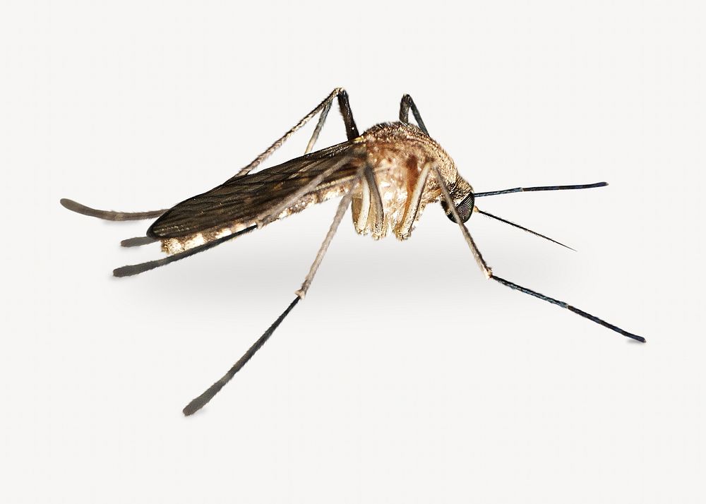 Mosquito insect isolated design