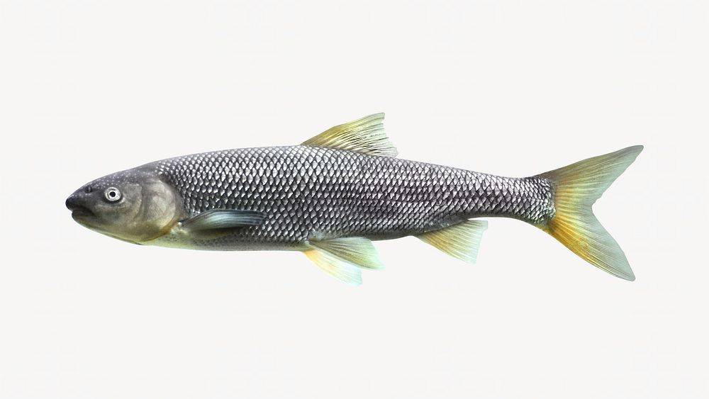 Rutilus Meidingerii fish isolated design