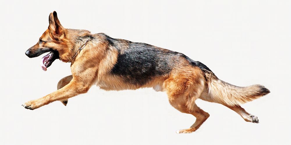 German Shepherd isolated image