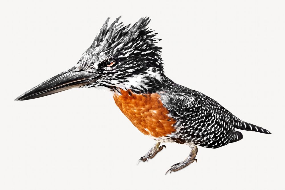 Kingfisher bird isolated image