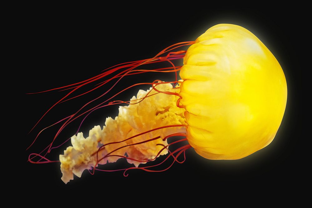 Yellow jellyfish isolated design | Free Photo - rawpixel