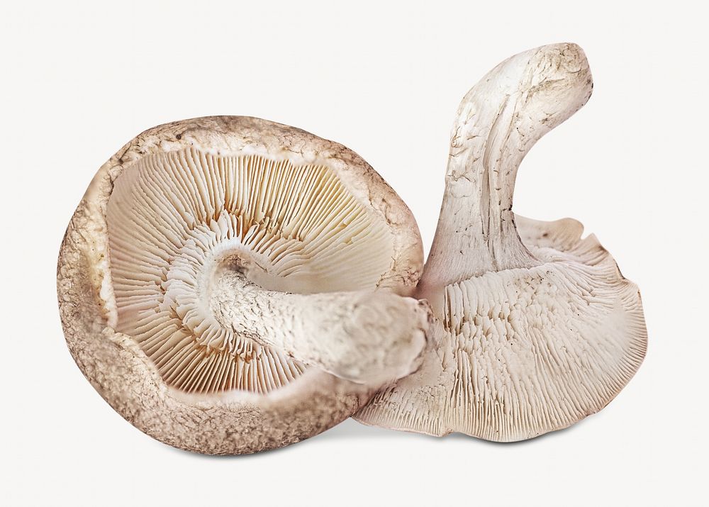Mushrooms, home recipe Isolated image