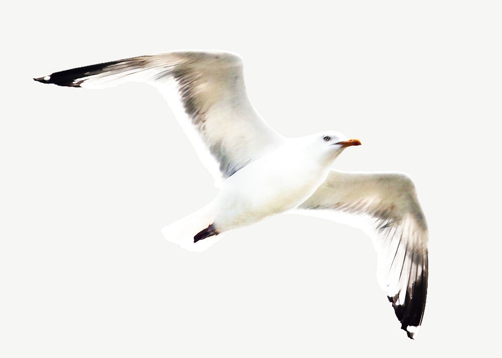 Seagull bird collage element psd | Premium PSD - rawpixel