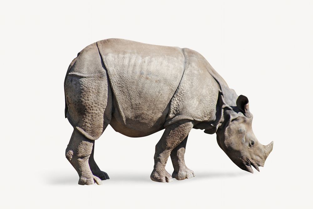 Rhino, animal isolated image