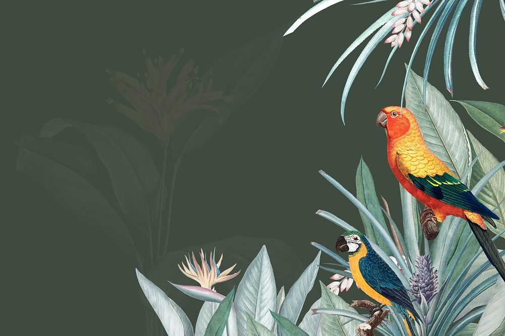 Colorful parrots vintage illustration background