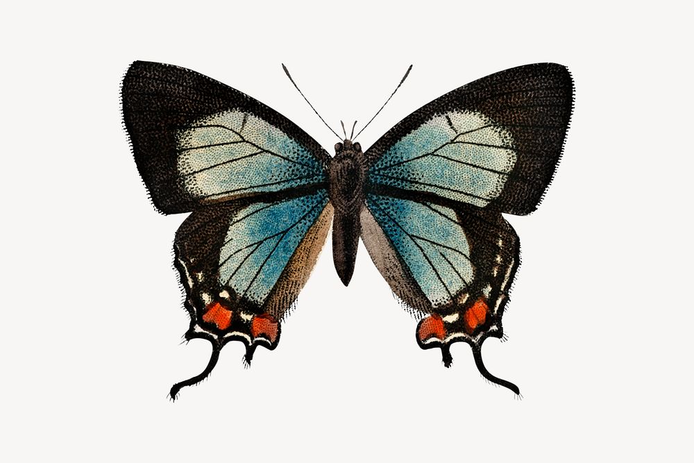 Beautiful butterfly isolated design