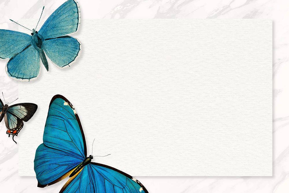 Butterfly frame marble background