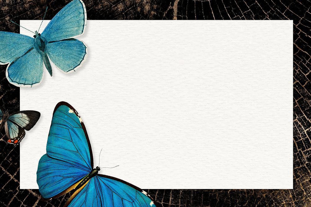 Black butterfly frame marble background