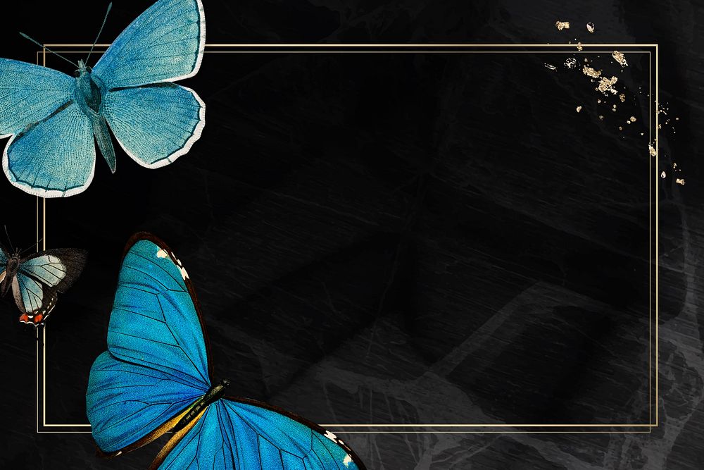 Butterfly frame black background