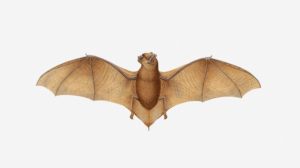 Bat clipart illustration vector. Free public domain CC0 image.