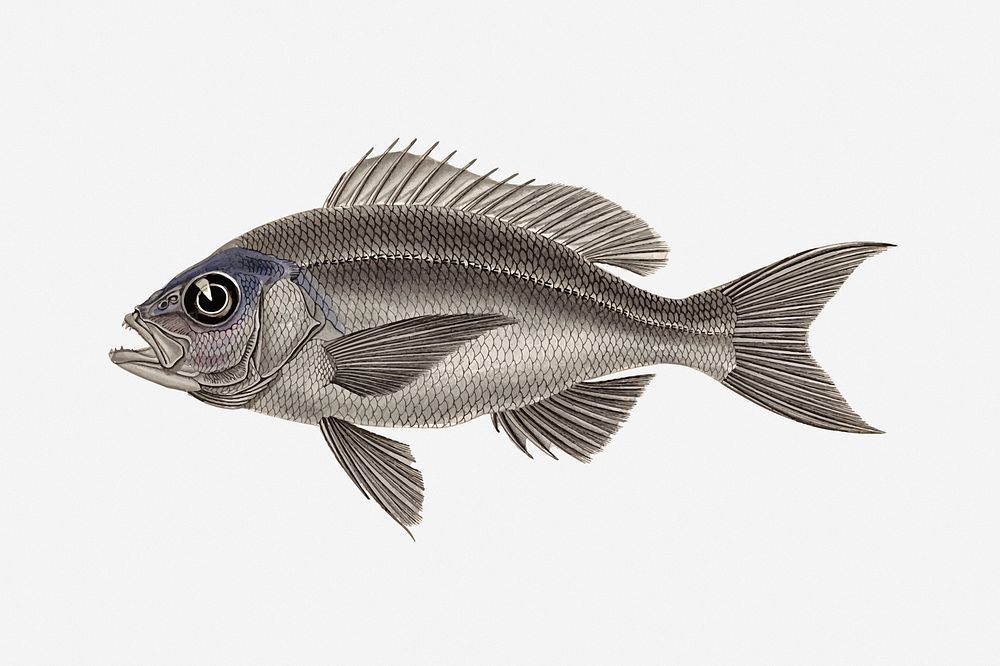 Fish illustration. Free public domain CC0 image.