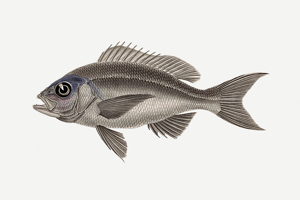Fish clipart illustration psd. Free public domain CC0 image.