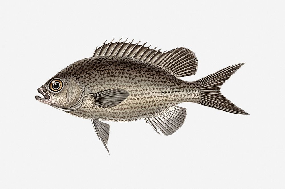 Fish clipart illustration vector. | Free Vector - rawpixel