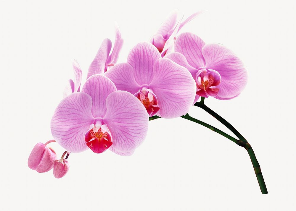 Orchid pink flower Isolated image