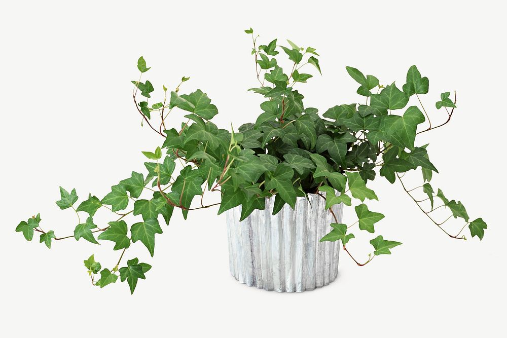 Potted ivy collage element psd