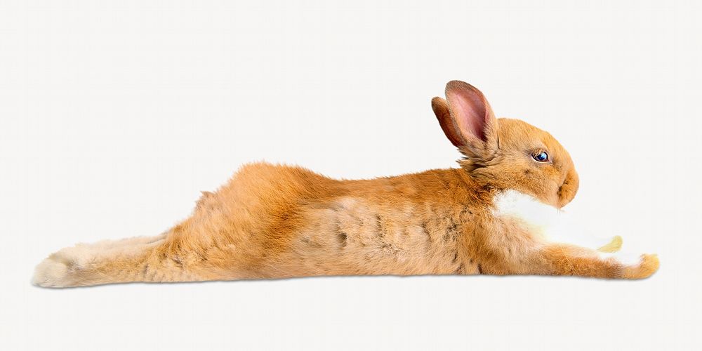 Rabbit isolated image