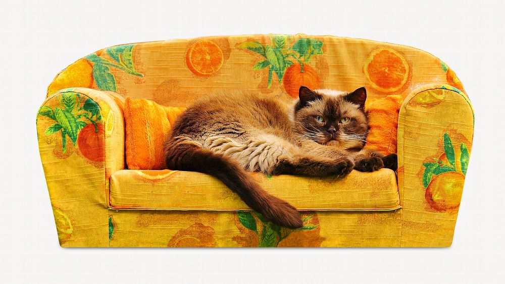 Animal, brown cat on sofa
