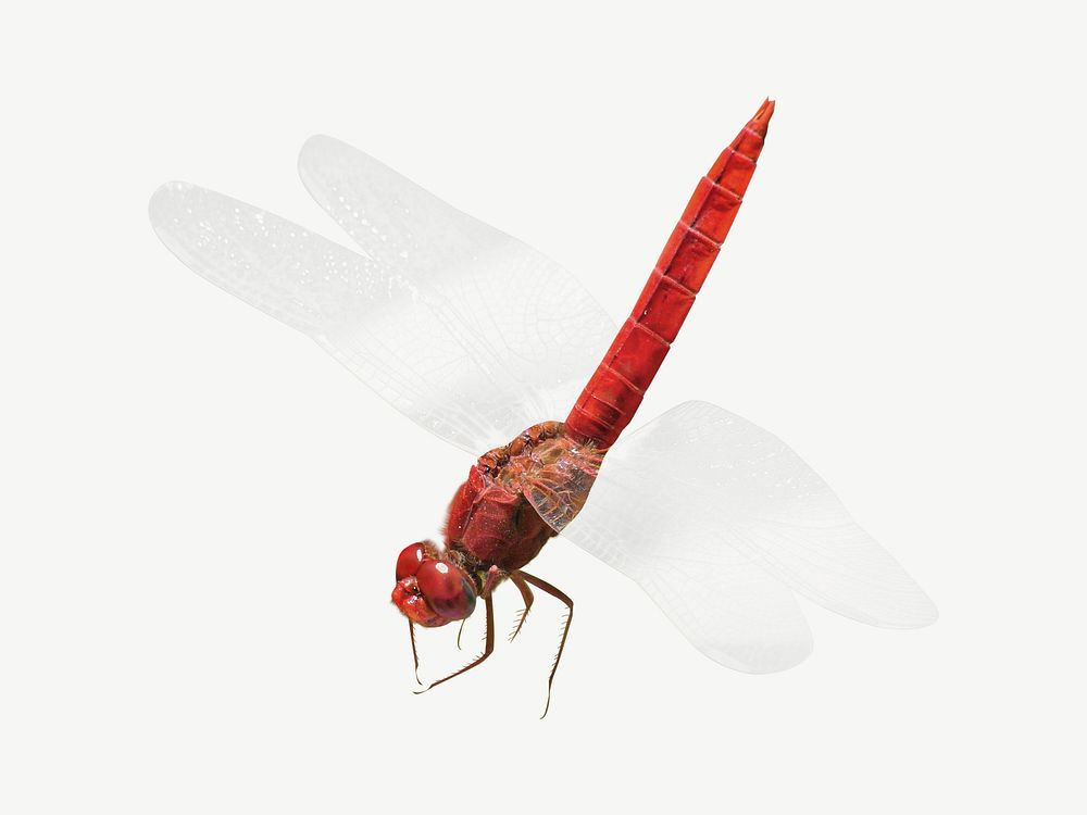 Scarlet dragonfly collage element psd