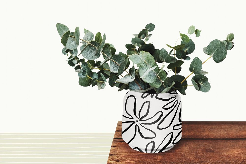 Aesthetic eucalyptus houseplant