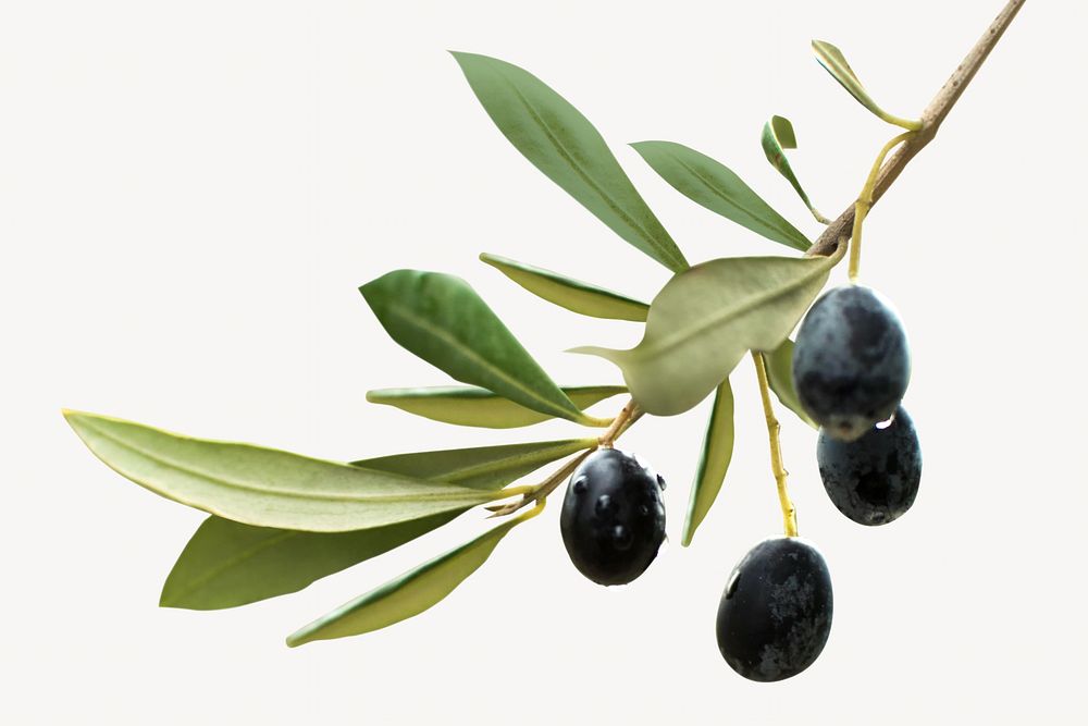 Black olive isolated image on white