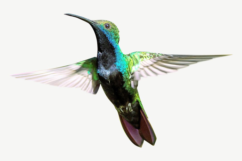 Hummingbird collage element psd