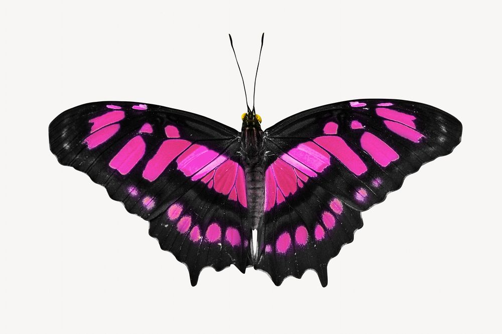 Pink butterfly isolated image on white