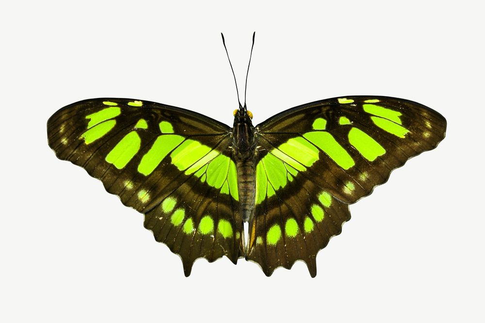 Green butterfly collage element psd