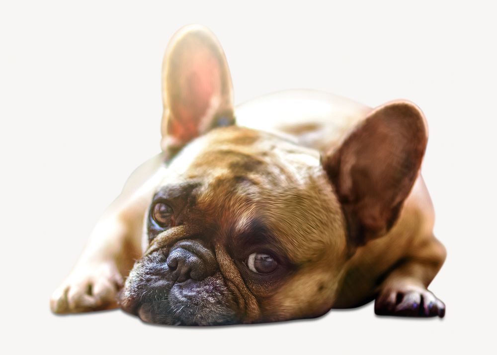 Bulldog lying on the floor isolated image