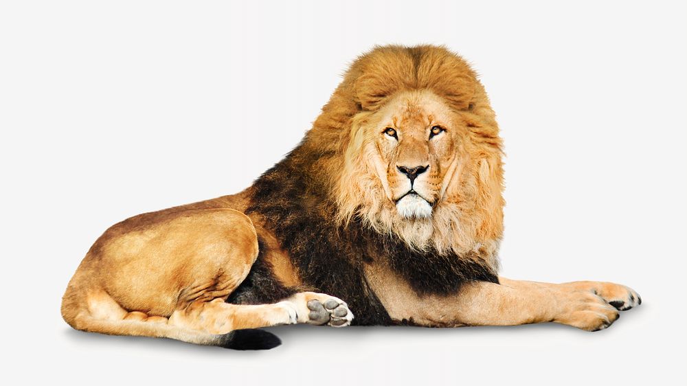 Lion isolated image on white