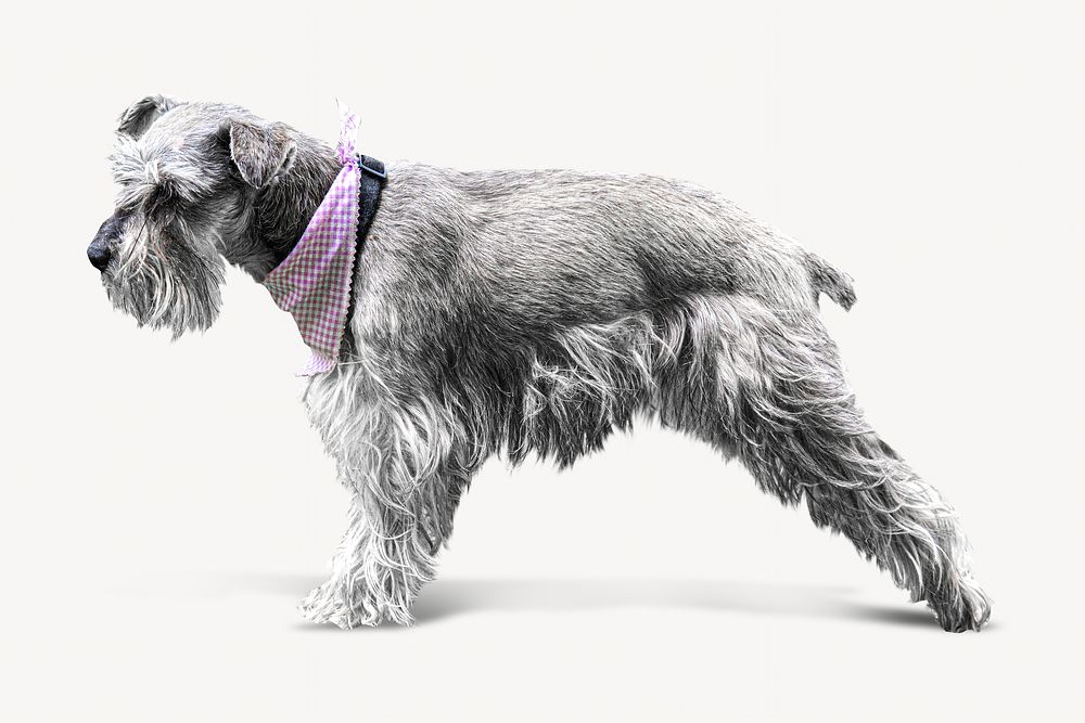 Grey schnauzer dog, isolated image