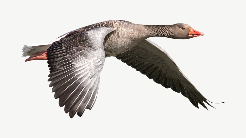 Flying greylag goose collage element psd