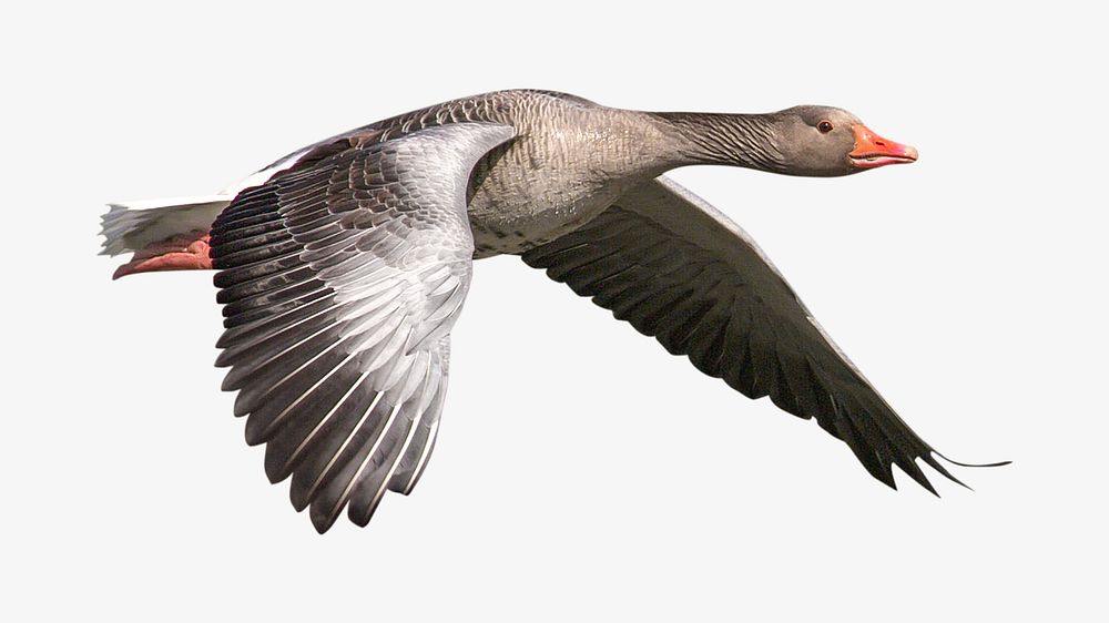Flying greylag goose image element