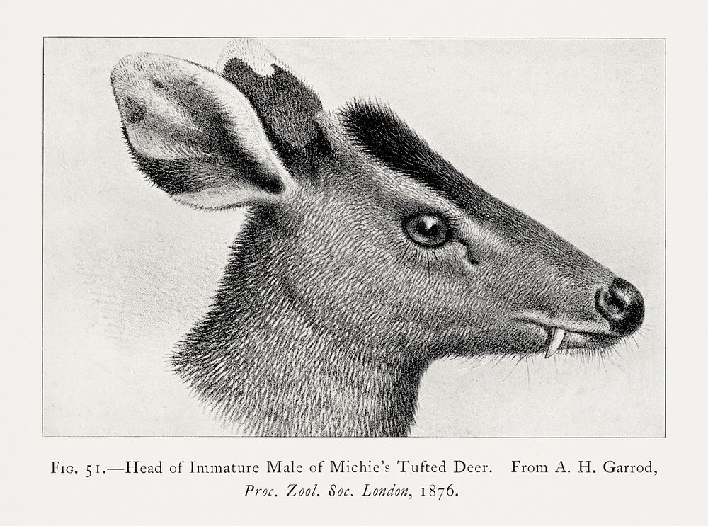 Tufted deer, animal lithograph. Digitally enhanced from our own 1900 edition of The Great and Small Game of India, Burma, &…