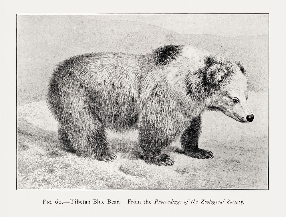 Vintage bear illustration. Digitally enhanced from our own 1900 edition of The Great and Small Game of India, Burma, & Tibet…