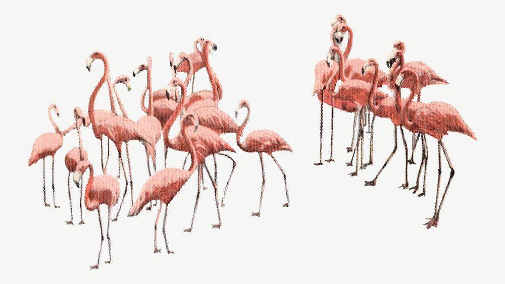 Flamingo birds  collage element, vintage illustration psd. Remixed by rawpixel. 
