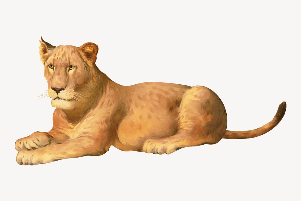 Female lions vintage illustration. Remixed by rawpixel. 