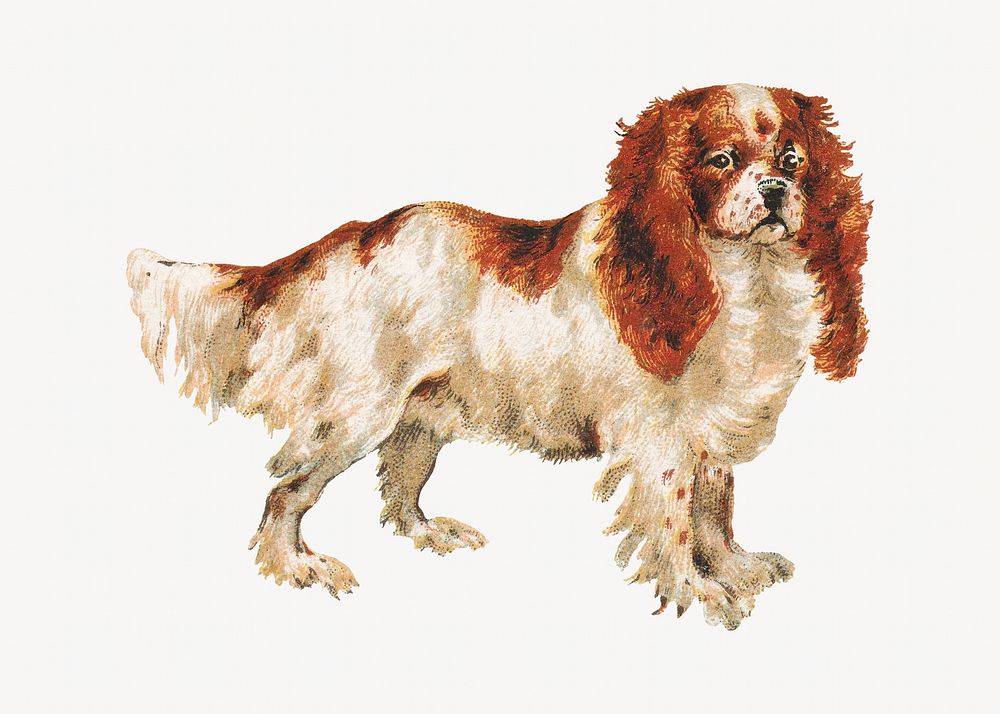 Toy Spaniel dog, vintage pet animal illustration by Goodwin & Company. Remixed by rawpixel.