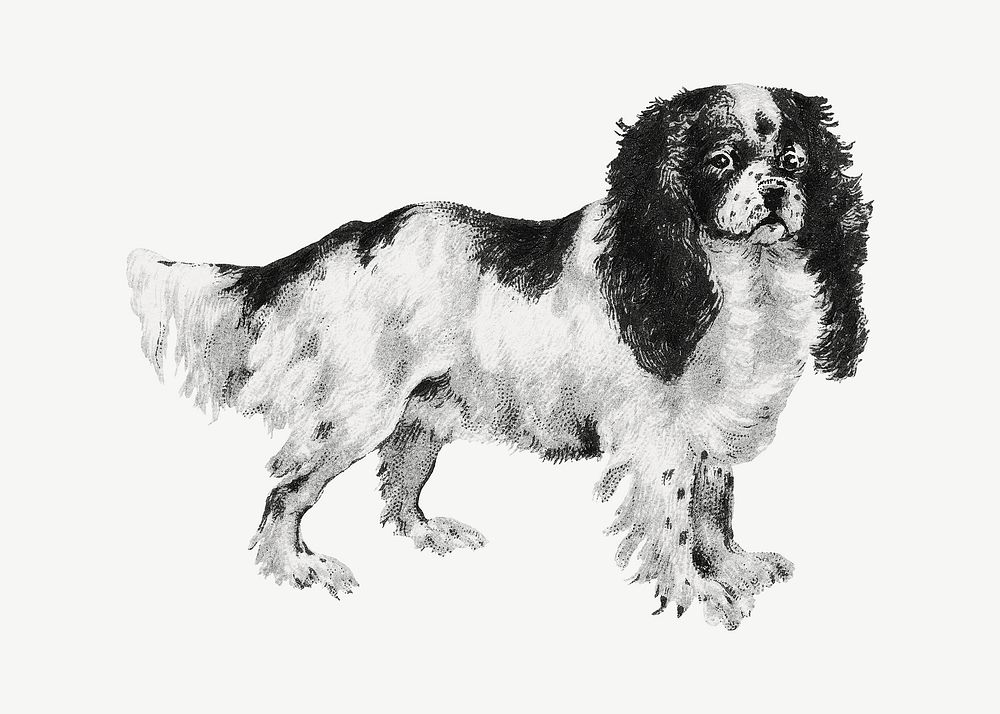 Toy Spaniel dog, vintage pet animal illustration by Goodwin & Company psd. Remixed by rawpixel.